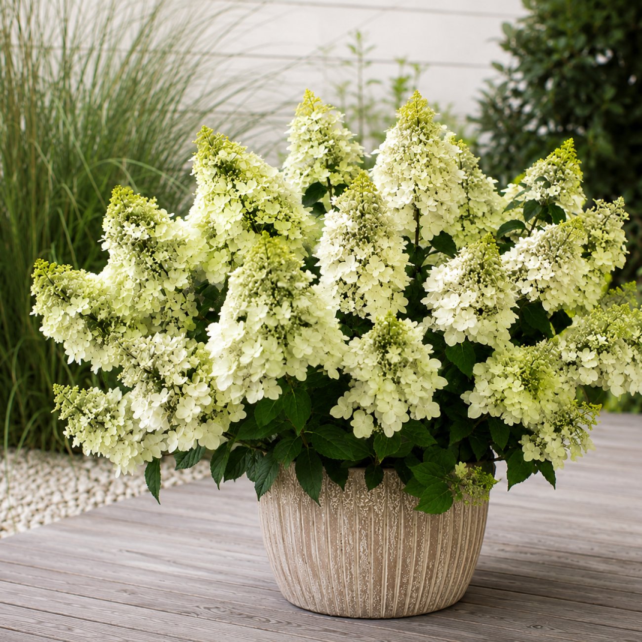 Obrázok Hortenzia metlinatá (Hydrangea paniculata) ‘BEE HAPPY’® - výška 30-40 cm, kont. C2L